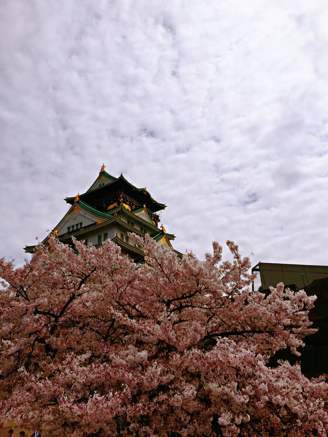 大阪樱花半决落败,决赛梦碎残酷的简单介绍 大阪樱花半决落败,决赛梦碎残酷的简单介绍